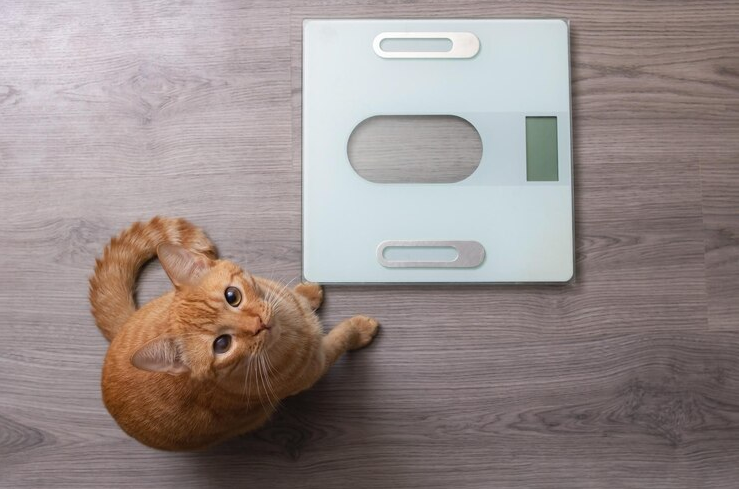 Cat weight calculator