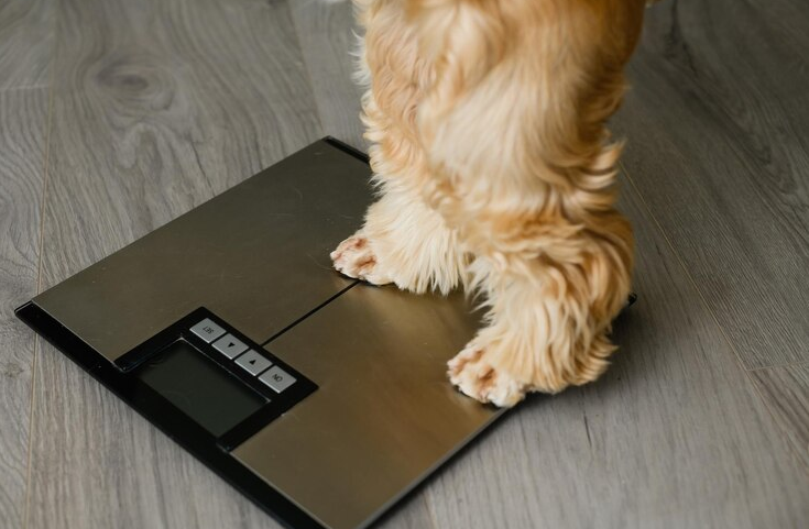 dog weight calculator