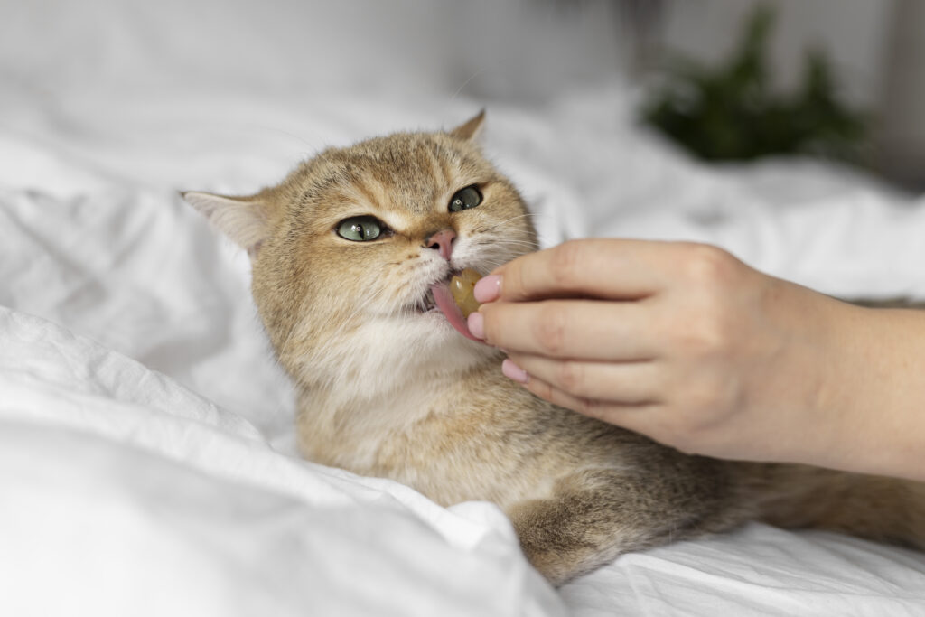 Cat Benadryl Dosage Calculator Risks, Side Effects